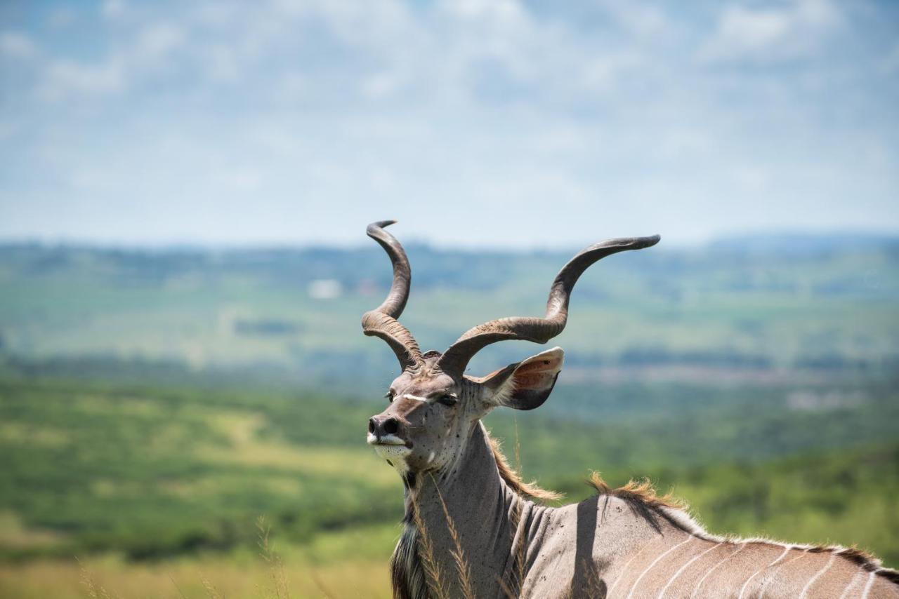 Tala Collection Game Reserve Silverton Luaran gambar