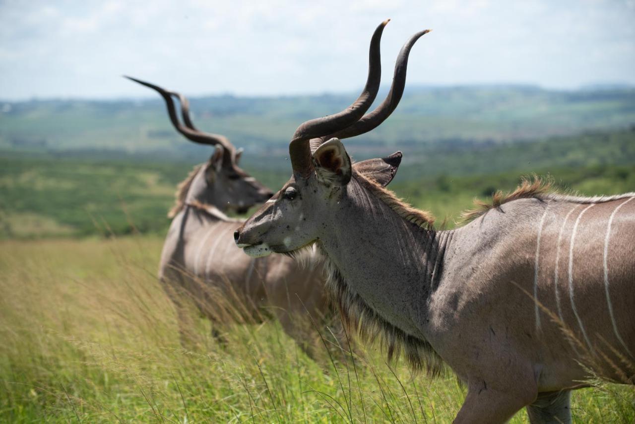 Tala Collection Game Reserve Silverton Luaran gambar