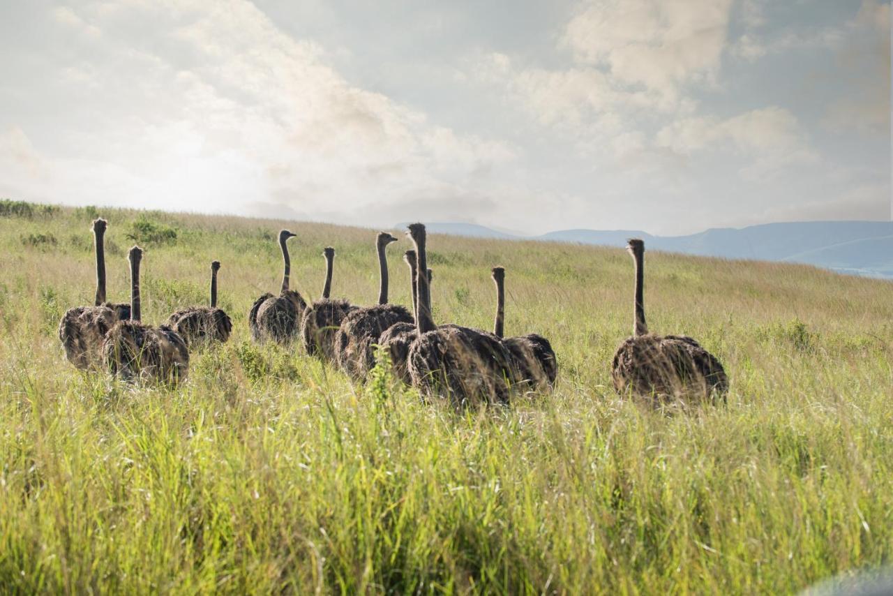 Tala Collection Game Reserve Silverton Luaran gambar