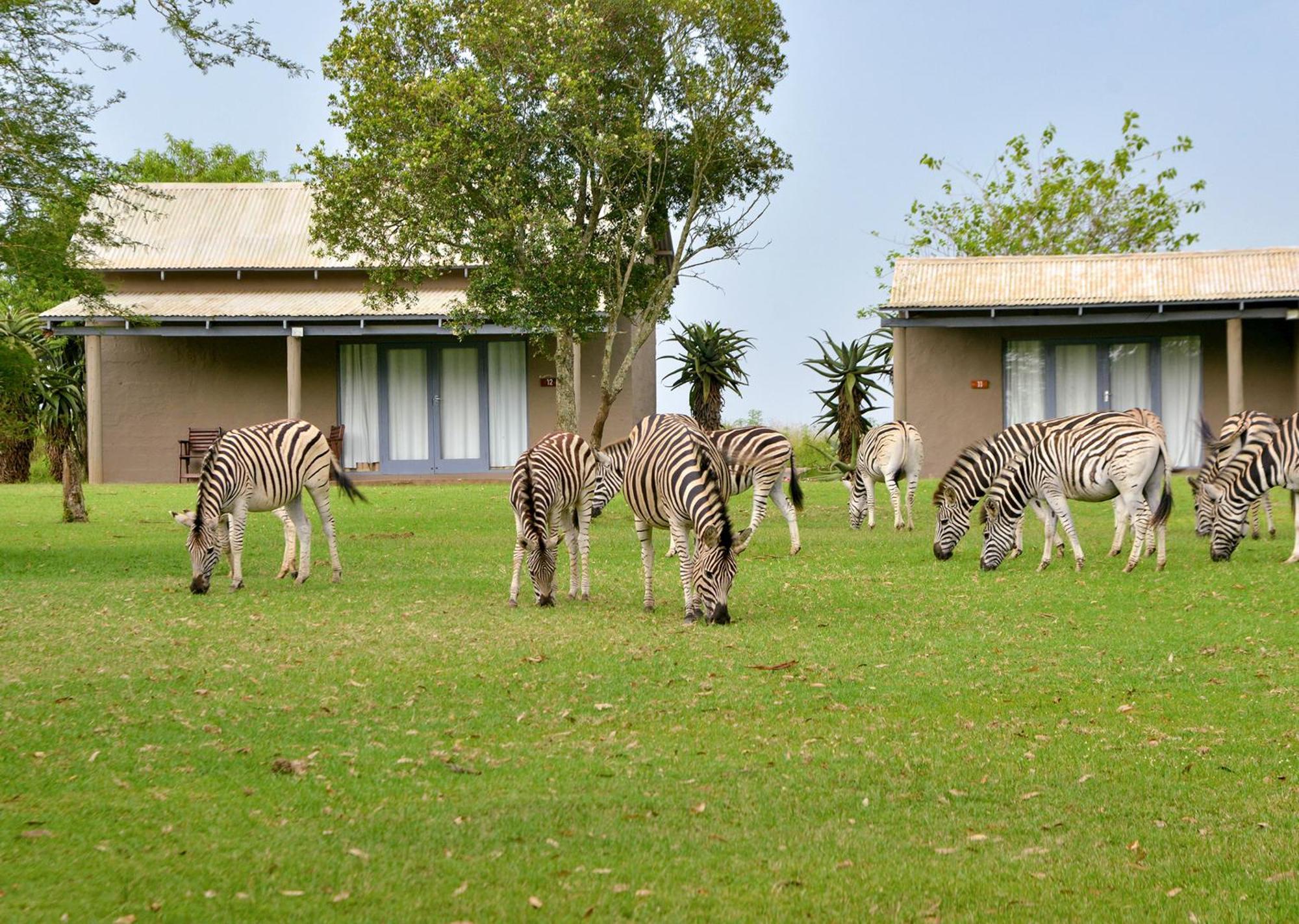 Tala Collection Game Reserve Silverton Luaran gambar
